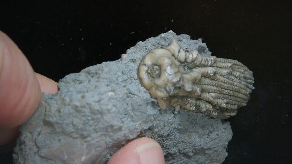 Kentucky Tholocrinus Crinoid #61 - Image 3