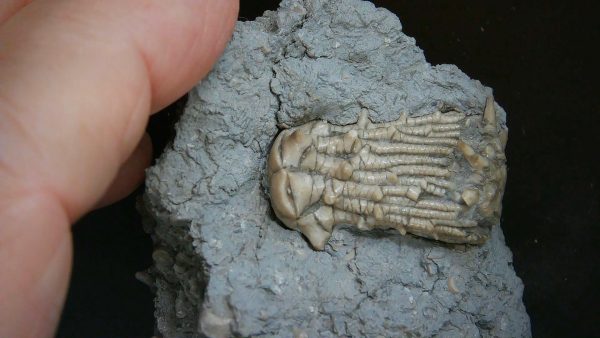 Kentucky Tholocrinus Crinoid #62