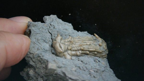 Kentucky Tholocrinus Crinoid #62 - Image 2