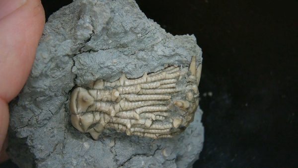 Kentucky Tholocrinus Crinoid #62 - Image 4