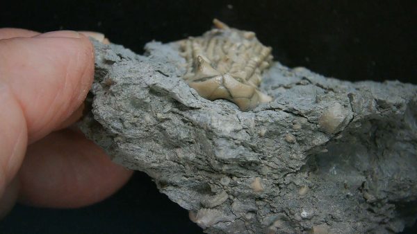 Kentucky Tholocrinus Crinoid #62 - Image 3