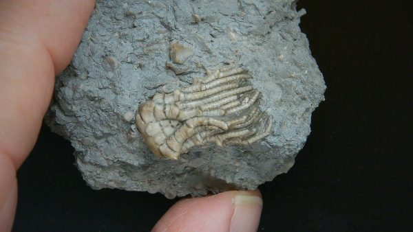 Kentucky Tholocrinus Crinoid #64