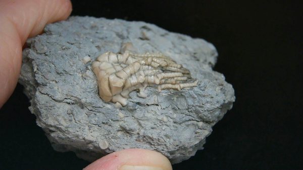 Kentucky Tholocrinus Crinoid #64 - Image 2