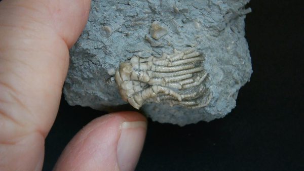 Kentucky Tholocrinus Crinoid #64 - Image 4