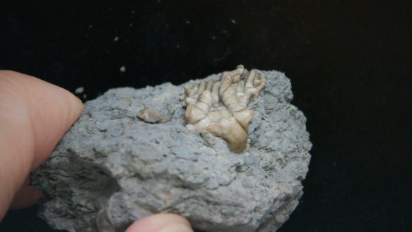 Kentucky Tholocrinus Crinoid #64 - Image 3