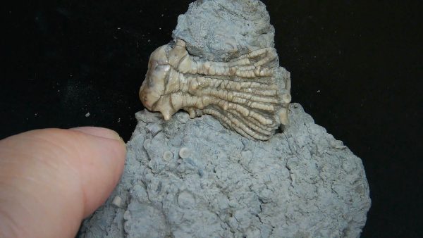 Kentucky Tholocrinus Crinoid #65