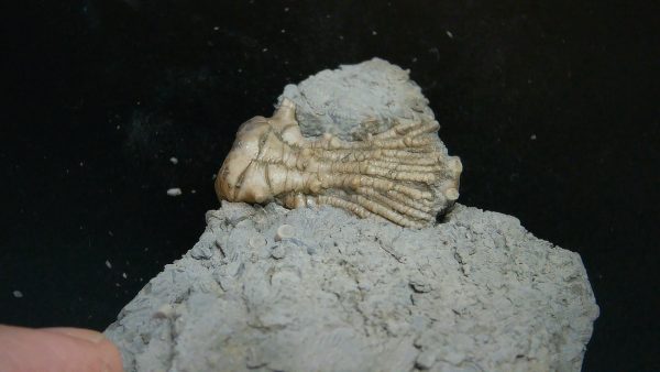 Kentucky Tholocrinus Crinoid #65 - Image 2