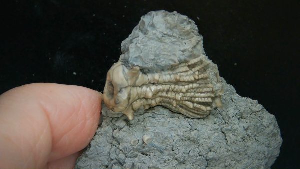 Kentucky Tholocrinus Crinoid #65 - Image 4