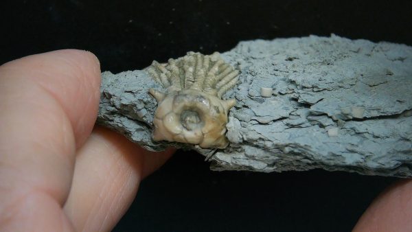 Kentucky Tholocrinus Crinoid #65 - Image 3