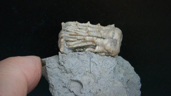 Kentucky Tholocrinus Crinoid #66