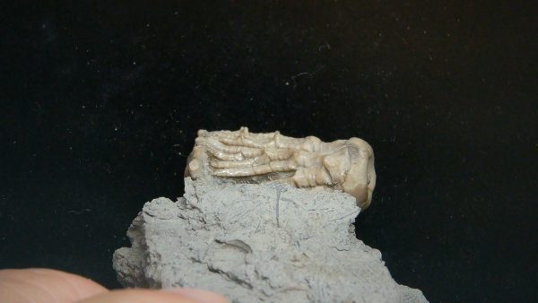 Kentucky Tholocrinus Crinoid #66 - Image 2