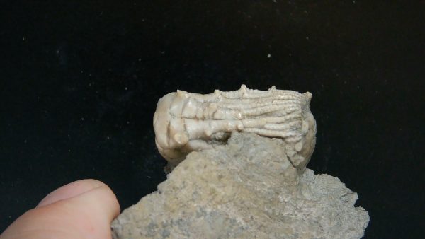 Kentucky Tholocrinus Crinoid #66 - Image 4