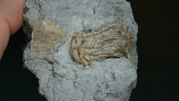 Kentucky Tholocrinus Crinoid #67