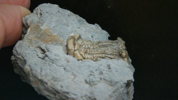 Kentucky Tholocrinus Crinoid #67 - Image 2