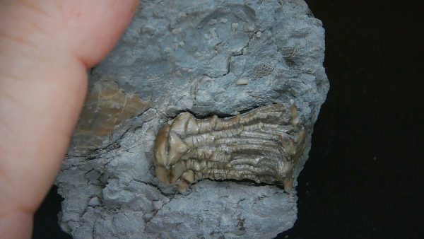 Kentucky Tholocrinus Crinoid #67 - Image 4