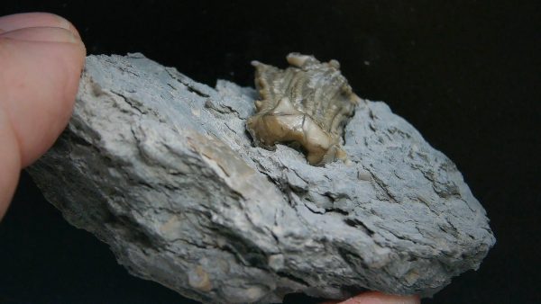 Kentucky Tholocrinus Crinoid #67 - Image 3