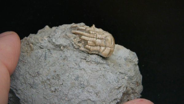 Kentucky Tholocrinus Crinoid #68