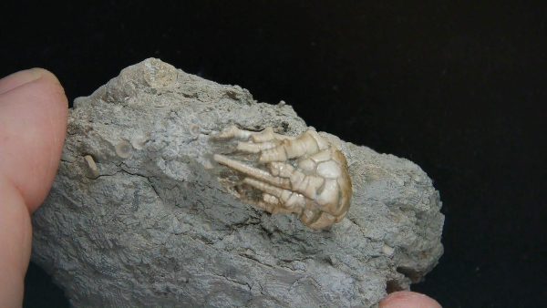 Kentucky Tholocrinus Crinoid #68 - Image 2