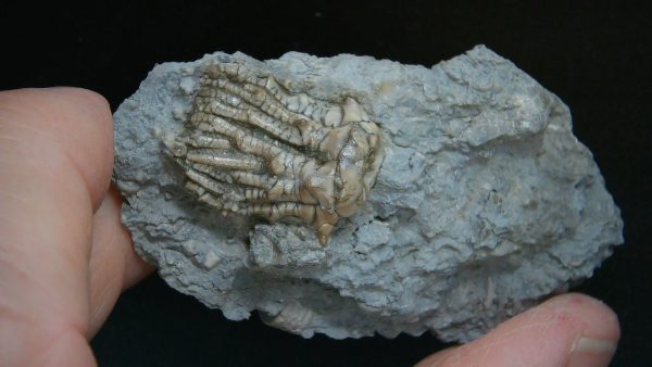 Kentucky Tholocrinus Crinoid #69