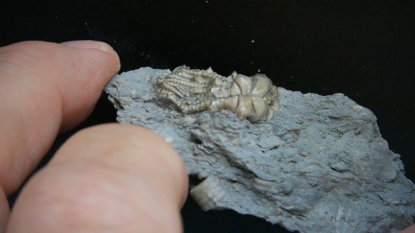 Kentucky Tholocrinus Crinoid #69 - Image 2