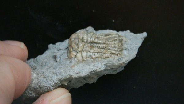 Kentucky Tholocrinus Crinoid #69 - Image 4