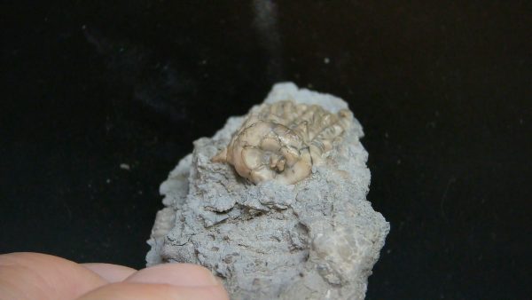 Kentucky Tholocrinus Crinoid #69 - Image 3