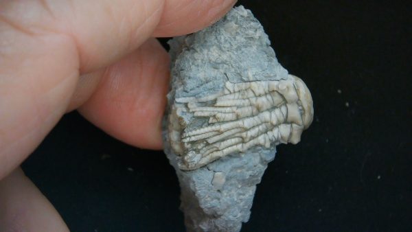 Kentucky Tholocrinus Crinoid #70