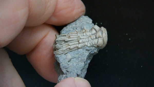 Kentucky Tholocrinus Crinoid #70 - Image 2