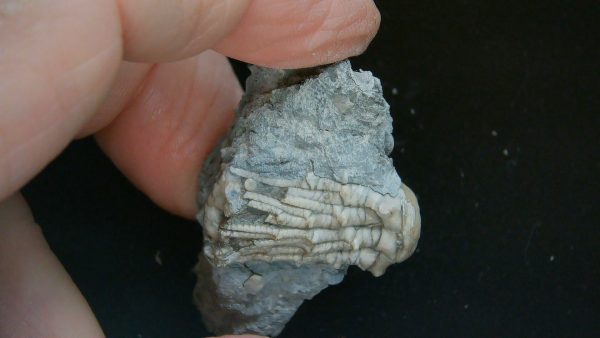 Kentucky Tholocrinus Crinoid #70 - Image 4