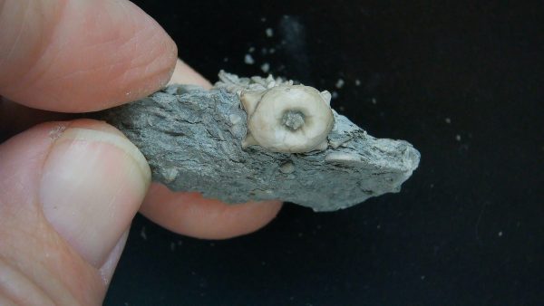 Kentucky Tholocrinus Crinoid #70 - Image 3