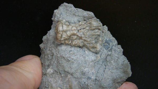 Kentucky Tholocrinus Crinoid #71