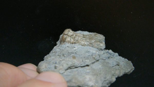 Kentucky Tholocrinus Crinoid #71 - Image 2