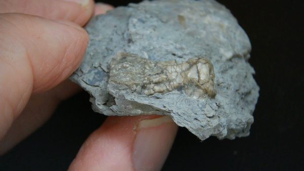 Kentucky Tholocrinus Crinoid #71 - Image 4