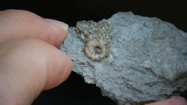 Kentucky Tholocrinus Crinoid #71 - Image 3