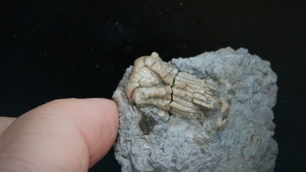 Kentucky Tholocrinus Crinoid #72