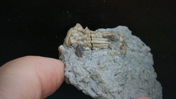 Kentucky Tholocrinus Crinoid #72 - Image 2