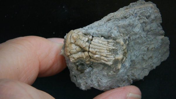 Kentucky Tholocrinus Crinoid #72 - Image 4