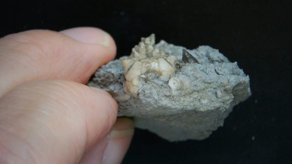 Kentucky Tholocrinus Crinoid #72 - Image 3