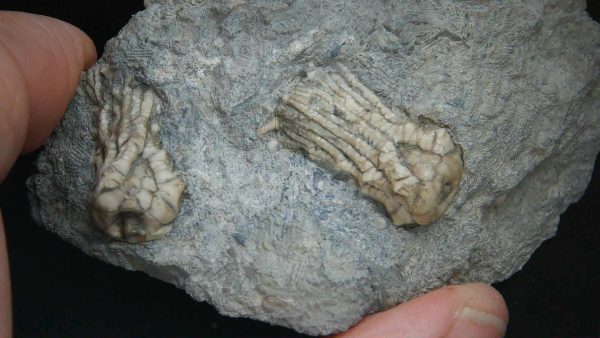 Kentucky Tholocrinus Crinoid #74