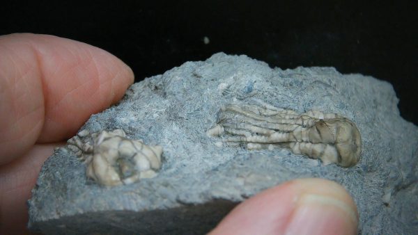 Kentucky Tholocrinus Crinoid #74 - Image 2