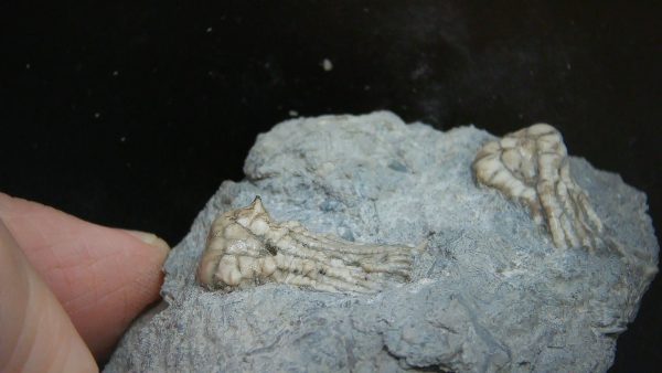 Kentucky Tholocrinus Crinoid #74 - Image 4