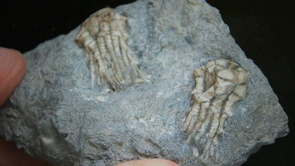 Kentucky Tholocrinus Crinoid #74 - Image 3