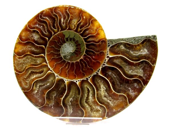 Madagascar Ammonite Pair  4.74" ~ #101