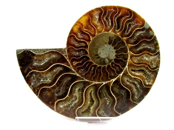 Madagascar Ammonite Pair  4.74" ~ #101 - Image 2