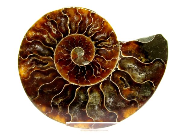 Madagascar Ammonite Pair  4.26" ~ #102