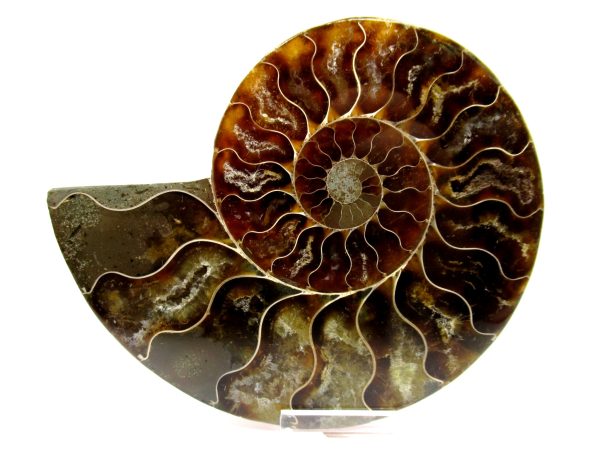 Madagascar Ammonite Pair  4.26" ~ #102 - Image 2