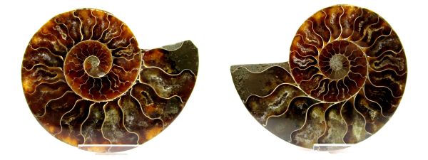 Madagascar Ammonite Pair  4.26" ~ #102 - Image 5