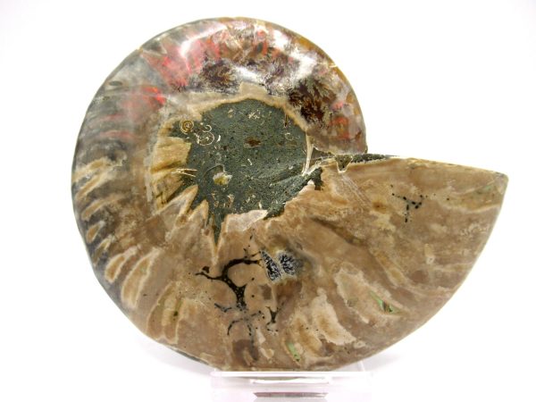 Madagascar Ammonite Pair  4.26" ~ #102 - Image 3