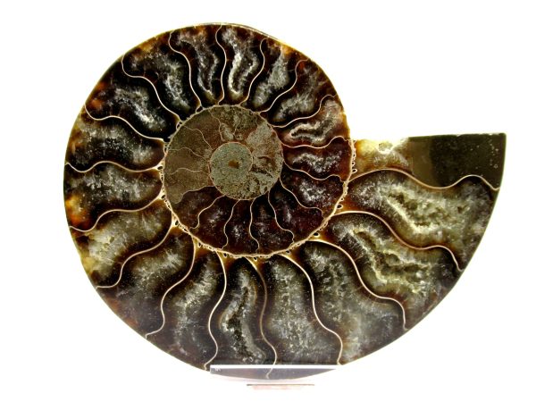 Madagascar Ammonite Pair  4.73" ~ #103