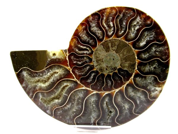 Madagascar Ammonite Pair  4.73" ~ #103 - Image 2